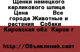 Щенки немецкого карликового шпица › Цена ­ 20 000 - Все города Животные и растения » Собаки   . Кировская обл.,Киров г.